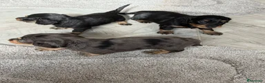 Miniature Dachshund 2