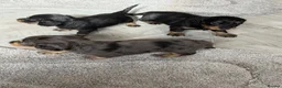 Miniature Dachshund dogs for sale: Long haired miniature dachshund Puppies  in Salford - Advert 16