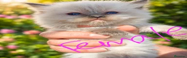Ragdoll 6