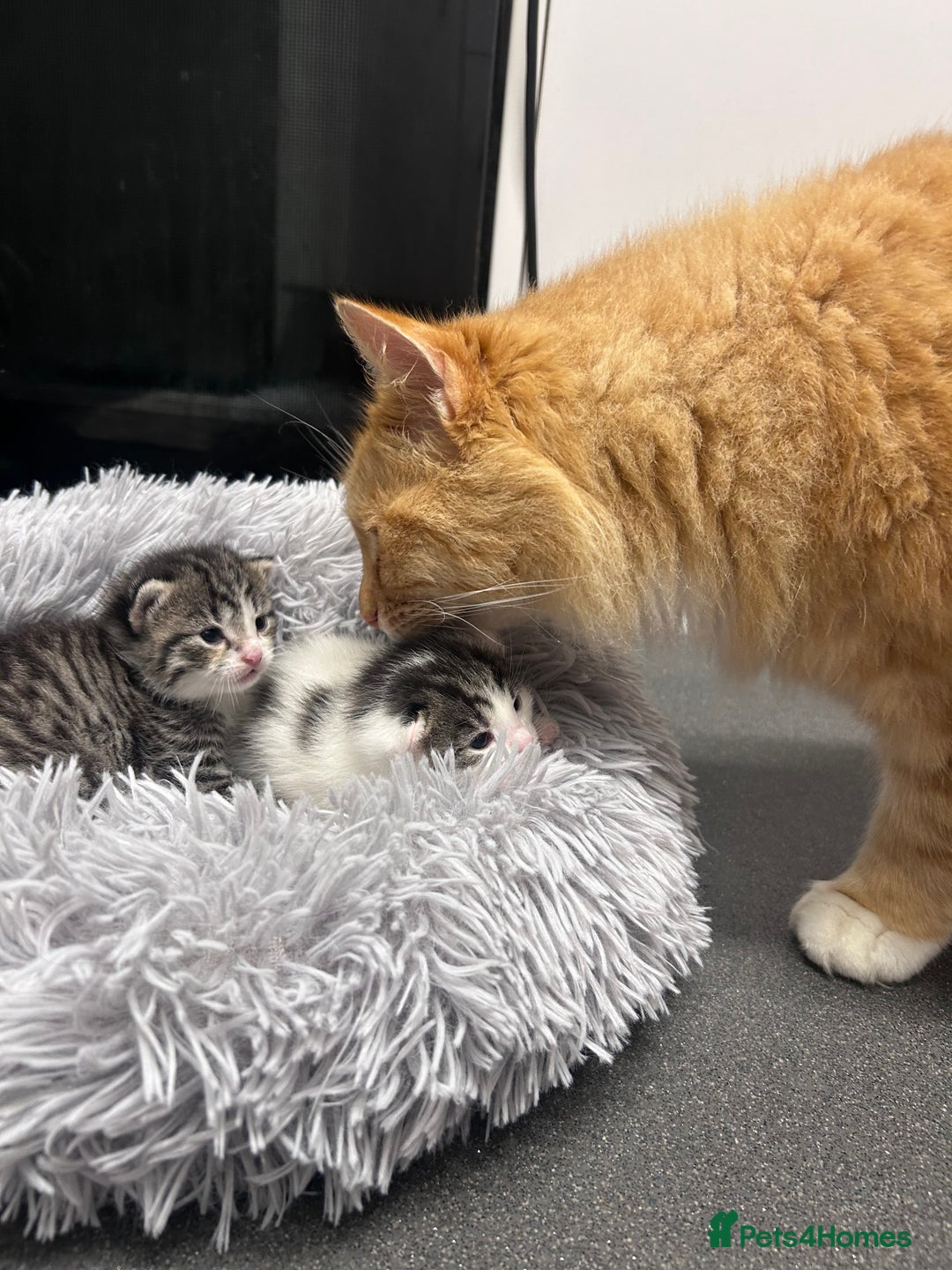 Mixed Breed cats for sale: Healthy, affectionate Kittens ready for  **  - Advert 9