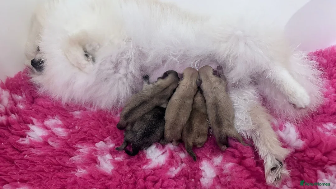 Pomeranian dogs for sale: Stunning Light Chocolate KC Girl Available - Advert 8