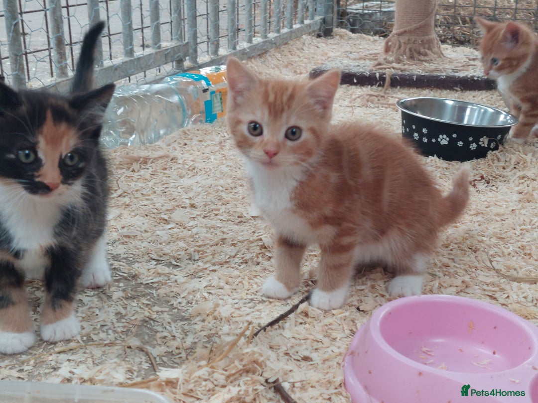 Domestic Shorthair cats for sale: Gorgeous kittens available now - Image 14