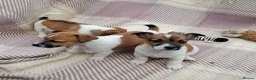Jack Russell dogs for sale: Pure Jack Russell pups for sale - Advert 14