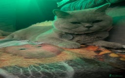 British Shorthair cats for sale: British shorthair cat - Image 1