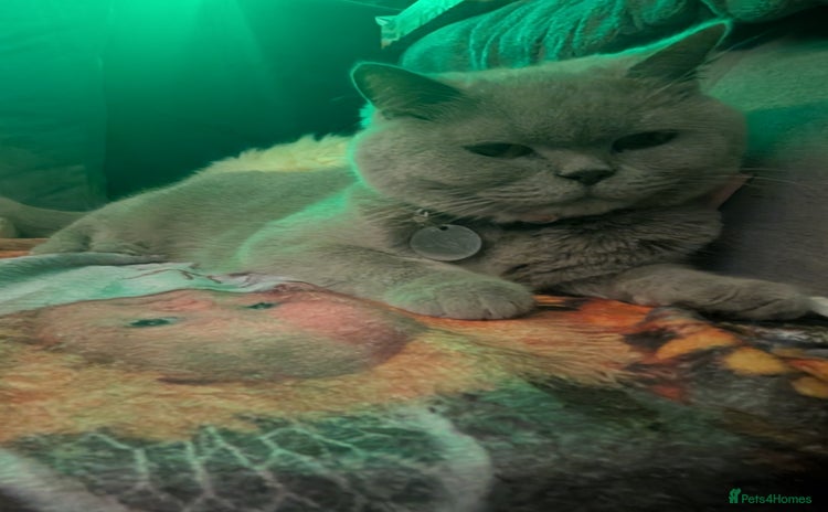 British Shorthair cats - Advert 1