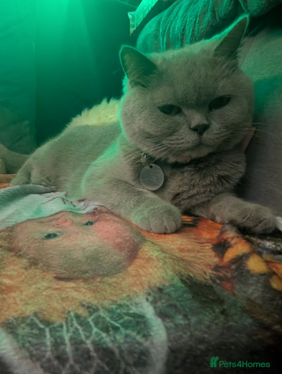 British Shorthair cats for sale: British shorthair cat - Image 1