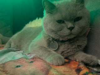 British Shorthair cats - Advert 13