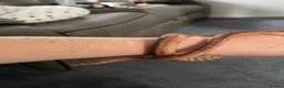 Corn Snake reptiles for sale: Kia the corn snake  in Cheltenham - Advert 7