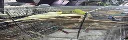 Budgerigars birds for sale: Budgies for Sales  in London - Advert 5
