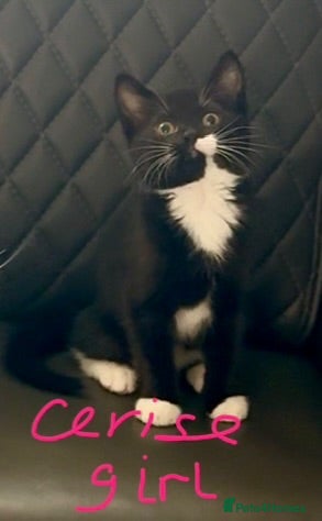 Persian cats Persian X Maine Coon kittens 1 girl left - Advert 1