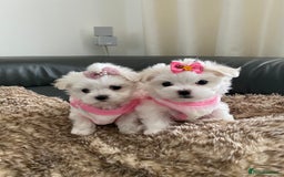 Maltese dogs for sale: 🌟KC STUNNING half-Korean Maltese puppies 🌟 - Image 2