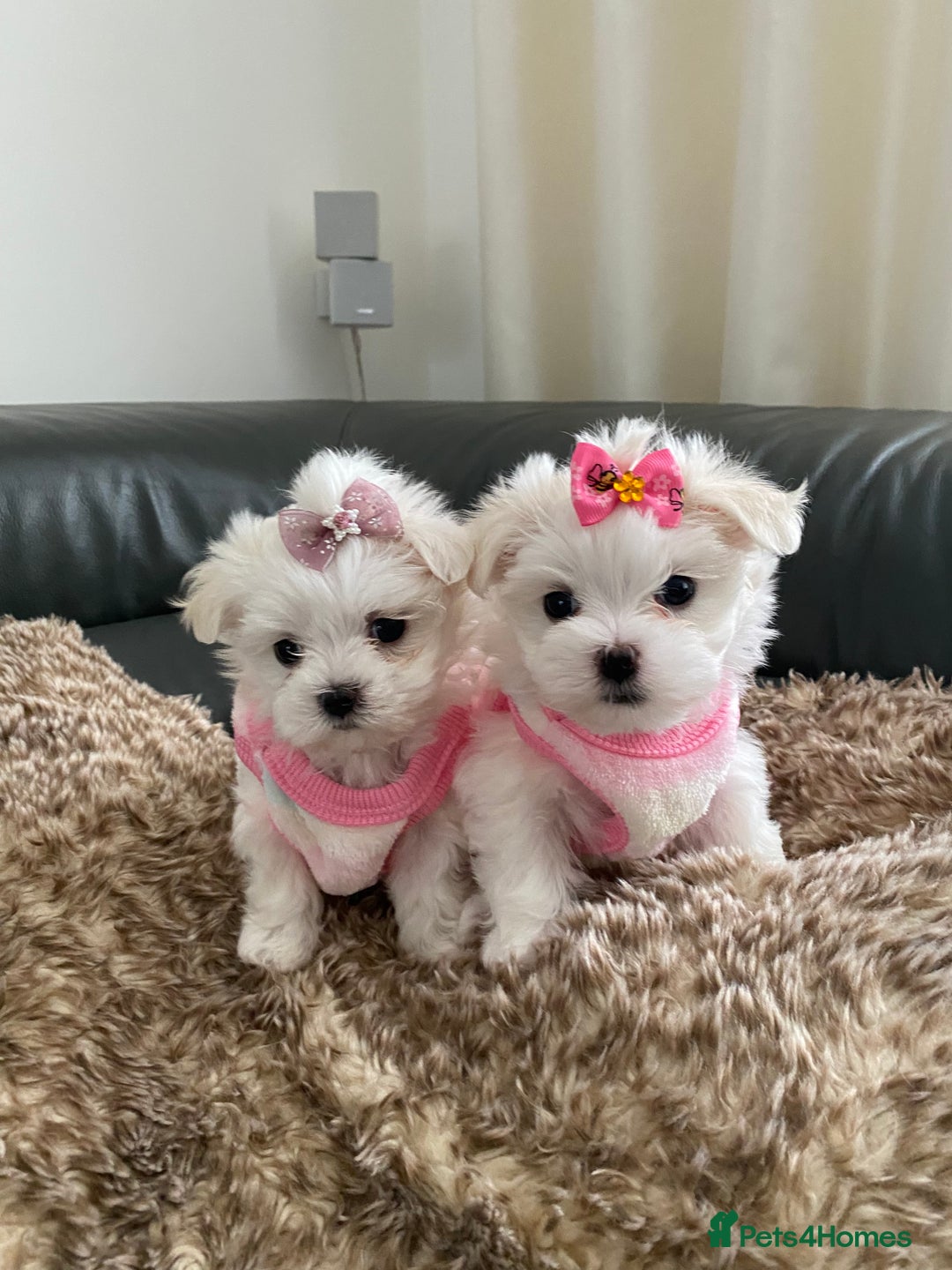 Maltese dogs for sale: 🌟KC STUNNING half-Korean Maltese puppies 🌟 - Image 2