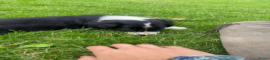 Sprollie Puppy 1