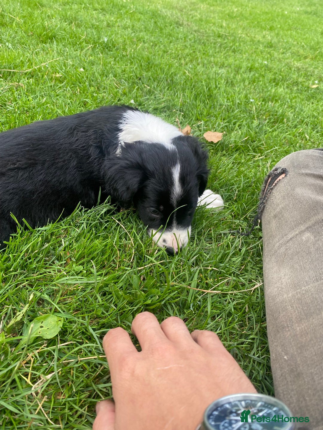 Sprollie dogs for sale: 3/4 border collie 1/4 spaniel puppies - Image 7