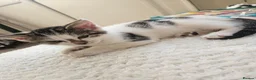 Mixed Breed cats for sale: 2 kittens left  - Advert 3