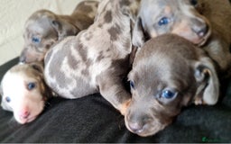 Miniature Dachshund dogs for sale: 💜Extra Dapple miniature Daschunds babys 💜 - Image 6