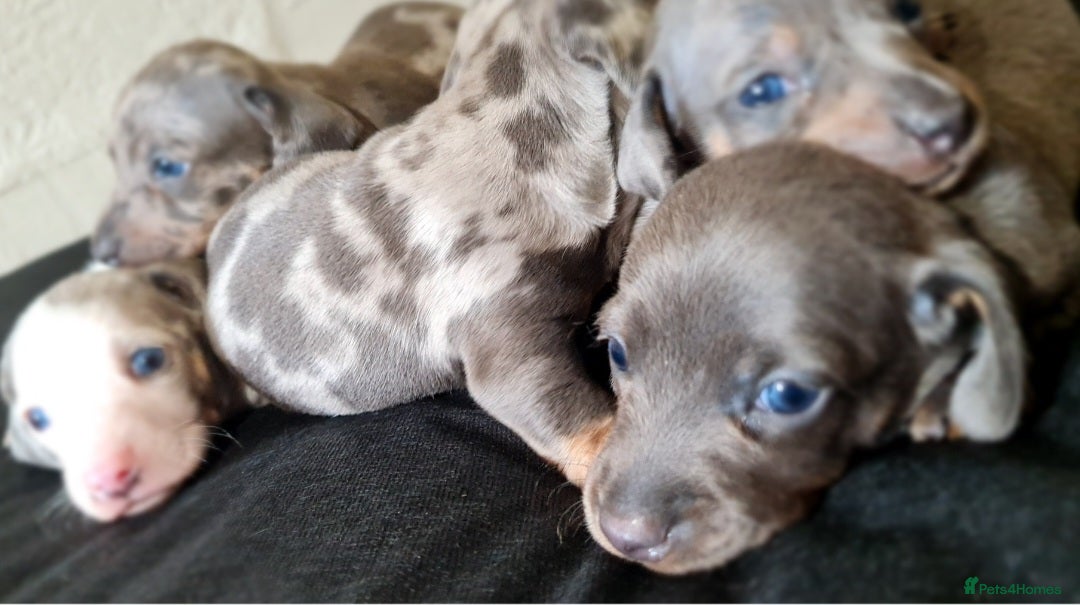 Miniature Dachshund dogs for sale: 💜Extra Dapple miniature Daschunds babys 💜 - Image 6