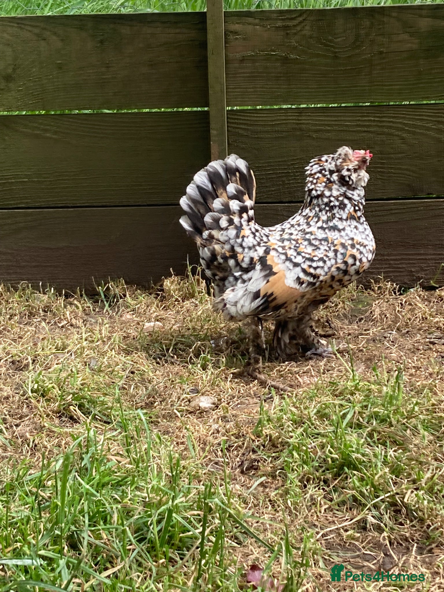 Chickens poultry Barbu d’Uccles Mille fleur cockerel and 3 hens - Advert 2