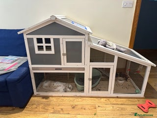 Mini Lop rabbits - Advert 9