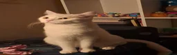 Mixed Breed cats for sale: Pretty little female cat for rehoming - Advert 3