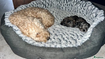 Cockapoo dogs 🐾🩷LAST BLUE MERLE GIRL COCKAPOO REMAINING 🩷🐾 - Advert 3