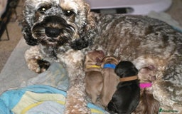 Cockapoo dogs for sale: Stunning f1b cockapoo puppies - Image 3