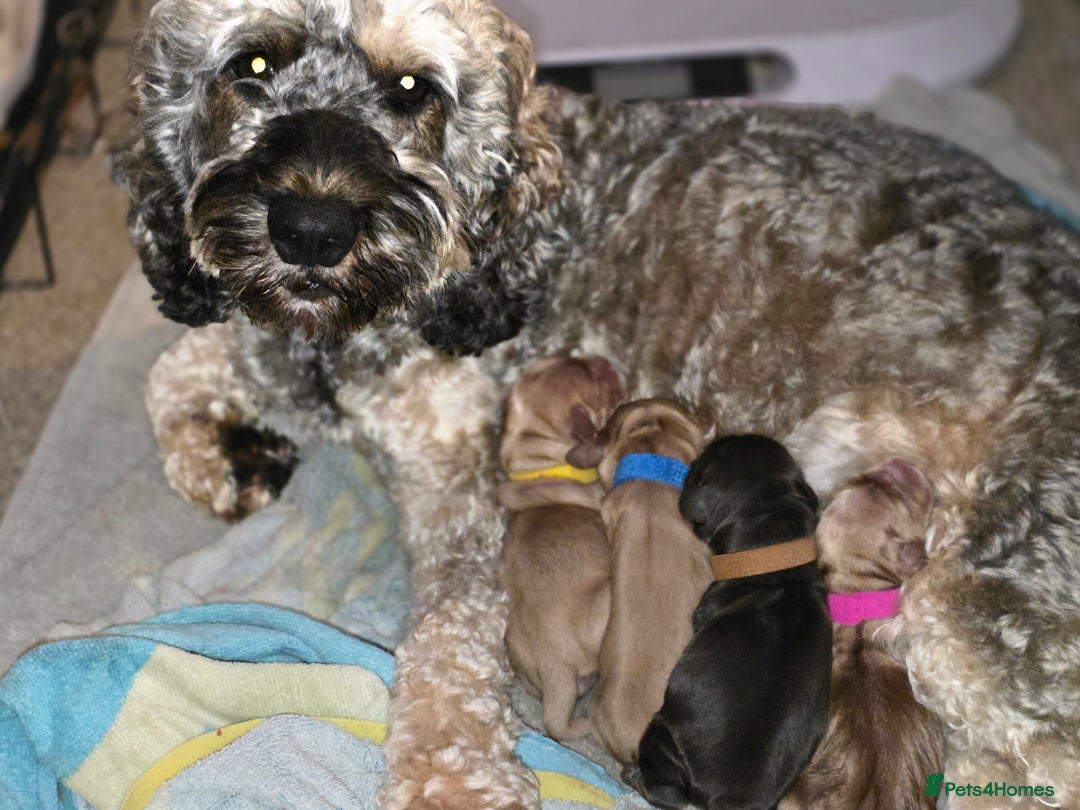 Cockapoo dogs for sale: Stunning f1b cockapoo puppies - Image 3