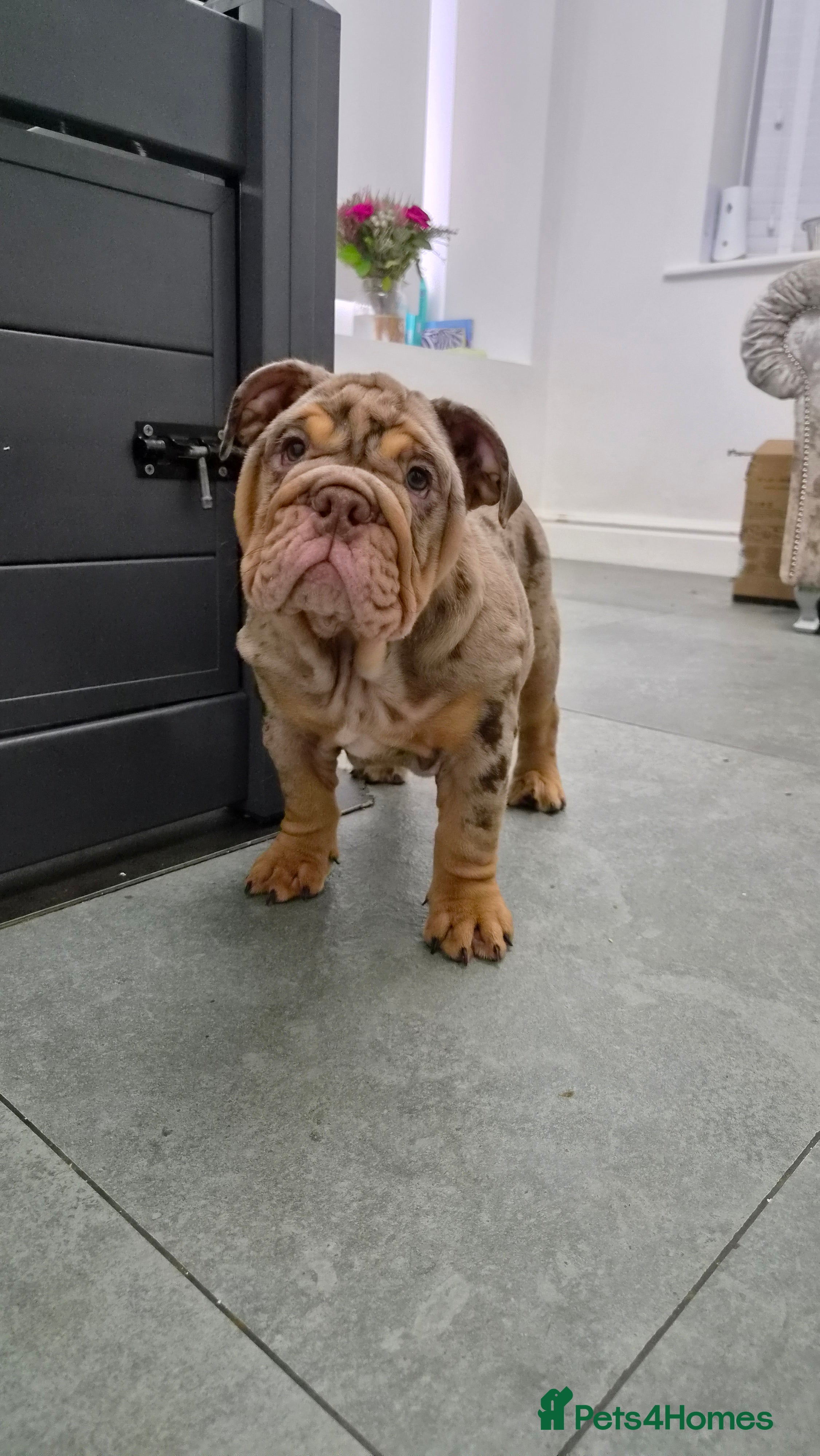 English Bulldog dogs 📢 REDUCED 📢 8 Quality English Bulldog Pups - Advert 2