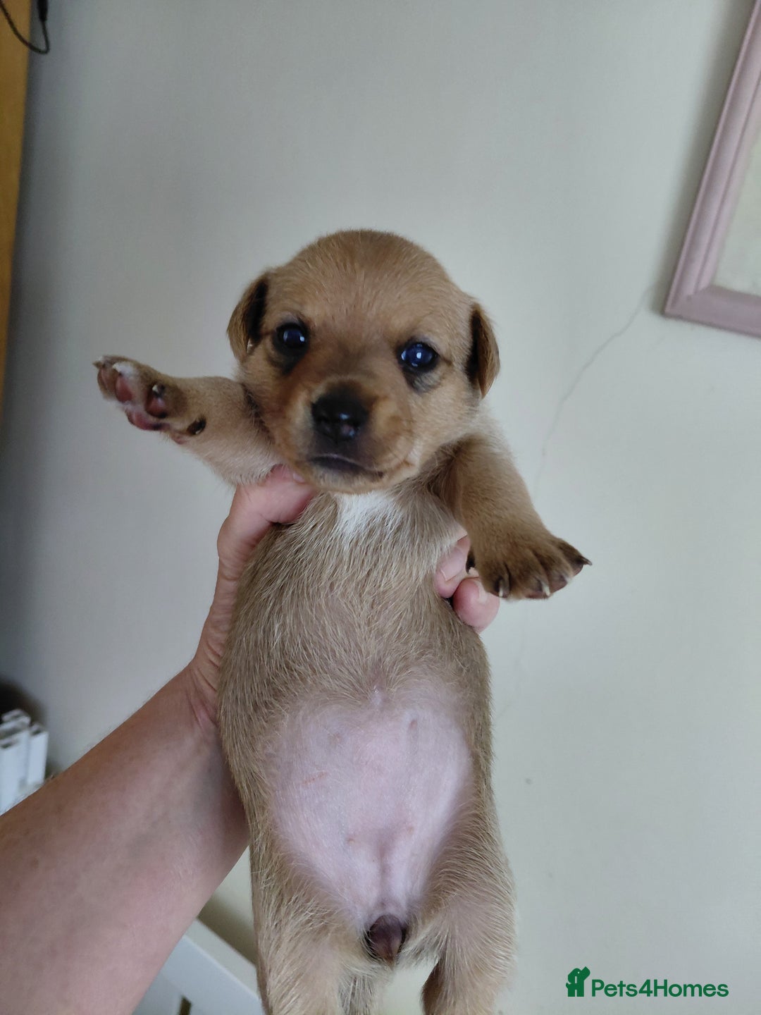 Jack Russell dogs for sale: Jack Russell Puppies - Image 18
