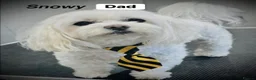 Maltipoo dogs for sale: Maltipoo puppies exceptional quality  - Advert 8