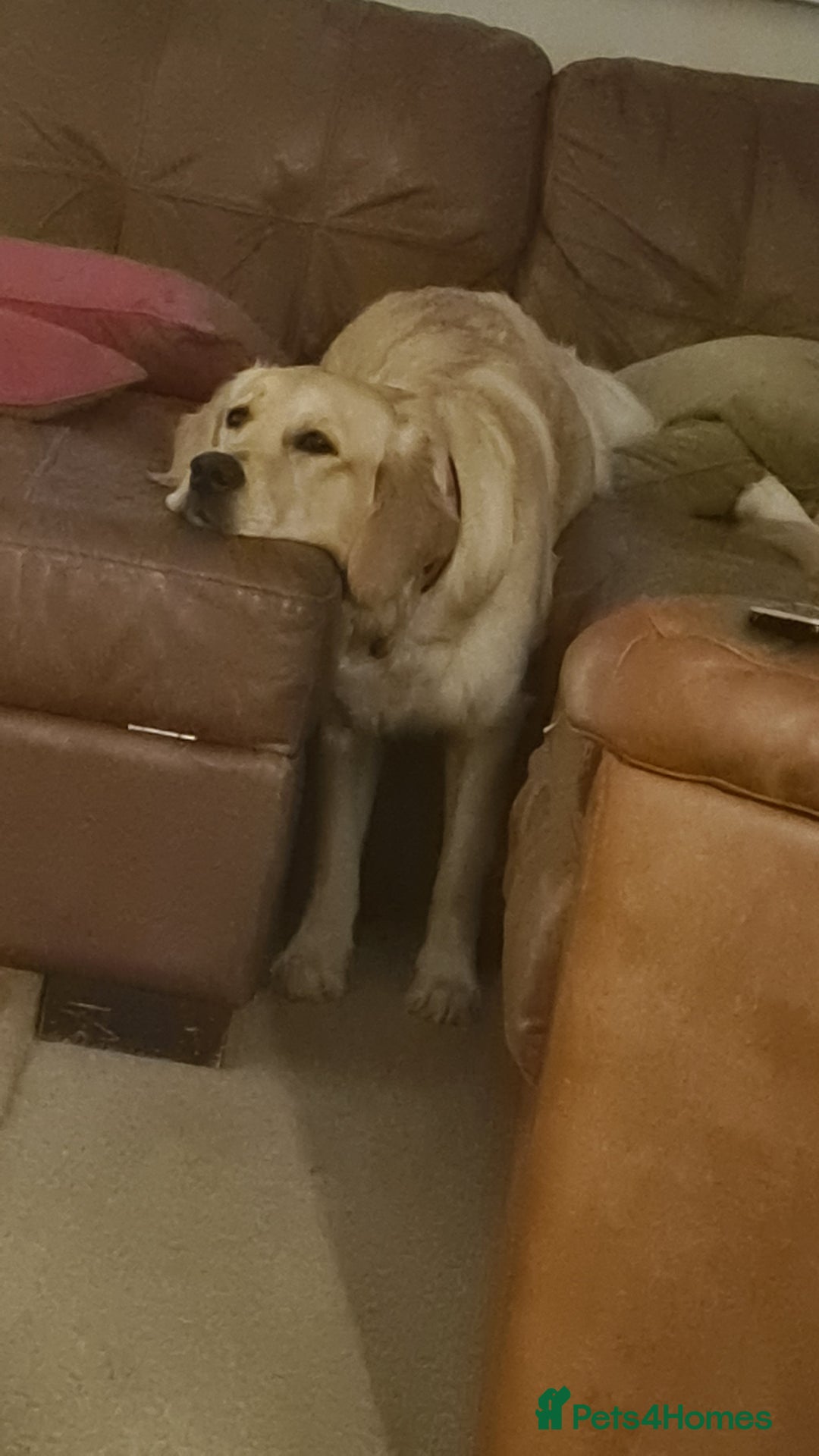 Golden Retriever dogs for stud: Duke, Proven KC registered  for stud. in Faringdon - Image 3