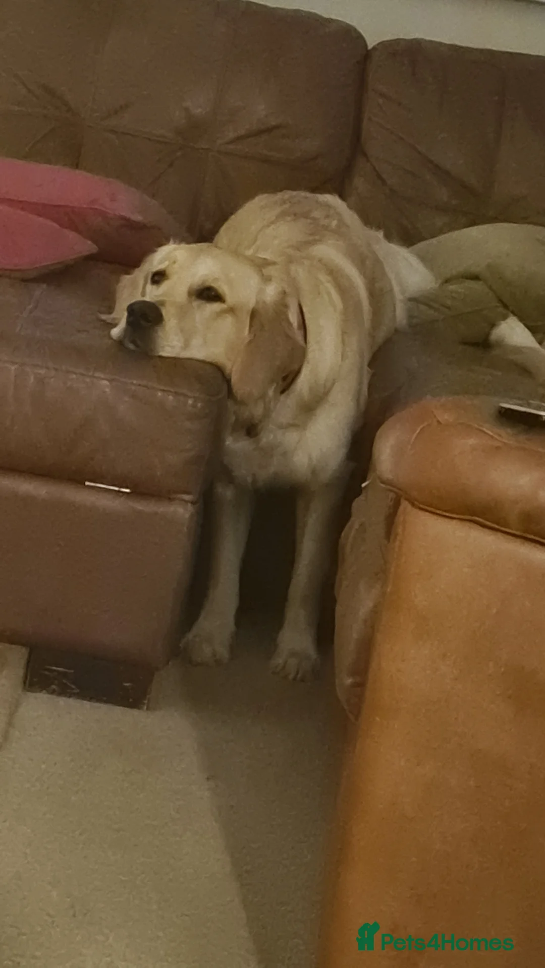 Golden Retriever dogs for stud: Duke, Proven KC registered  for stud. in Faringdon - Advert 3