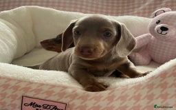 Miniature Dachshund dogs for sale: Miniature Dachshund  - Image 13