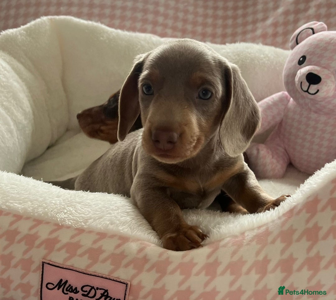 Miniature Dachshund dogs for sale: Miniature Dachshund  - Image 13