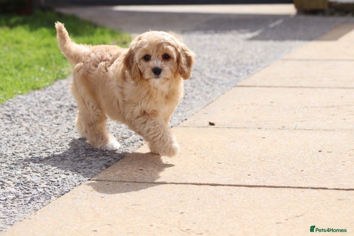 Cavapoochon dogs Beautiful Cavapoochon puppies for sale - Advert 1