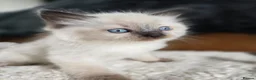 Ragdoll cats for sale: Beautiful Ragdol Kittens  - Advert 27