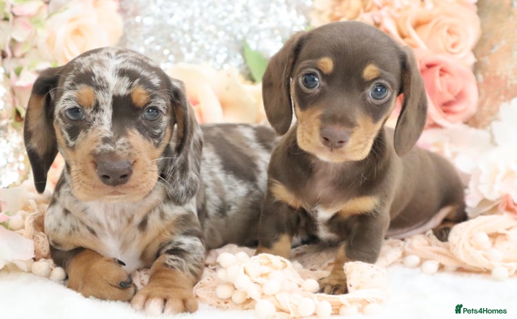 Miniature Dachshund dogs - Advert 2