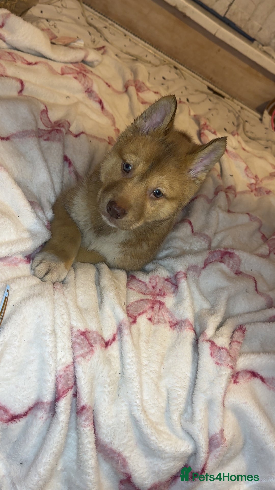 Siberian Husky dogs for sale: Siberian husky  - Advert 24