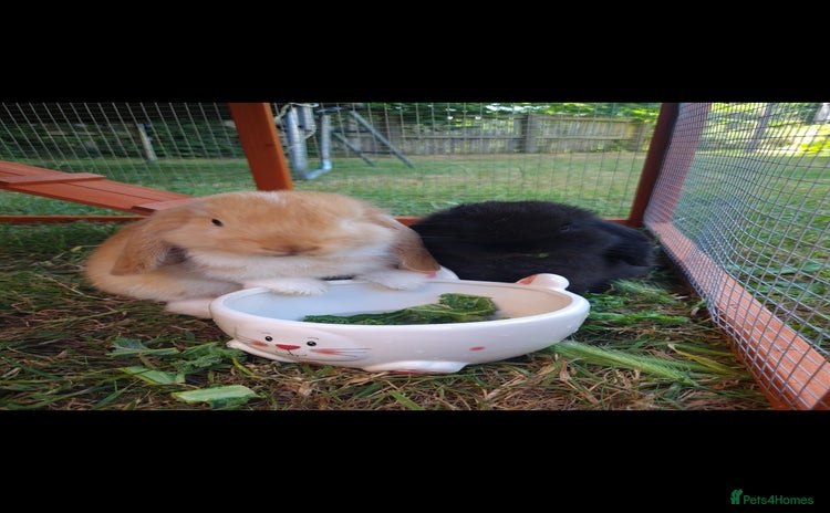 Mini Lop rabbits - Advert 1