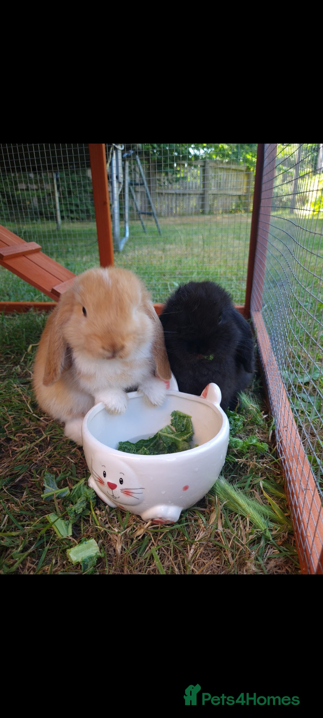 Mini Lop rabbits for sale: 9 week old black boy - Image 3