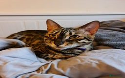 Bengal cats for sale: M+F, 1y Bengals to be homed together or separately - Image 9