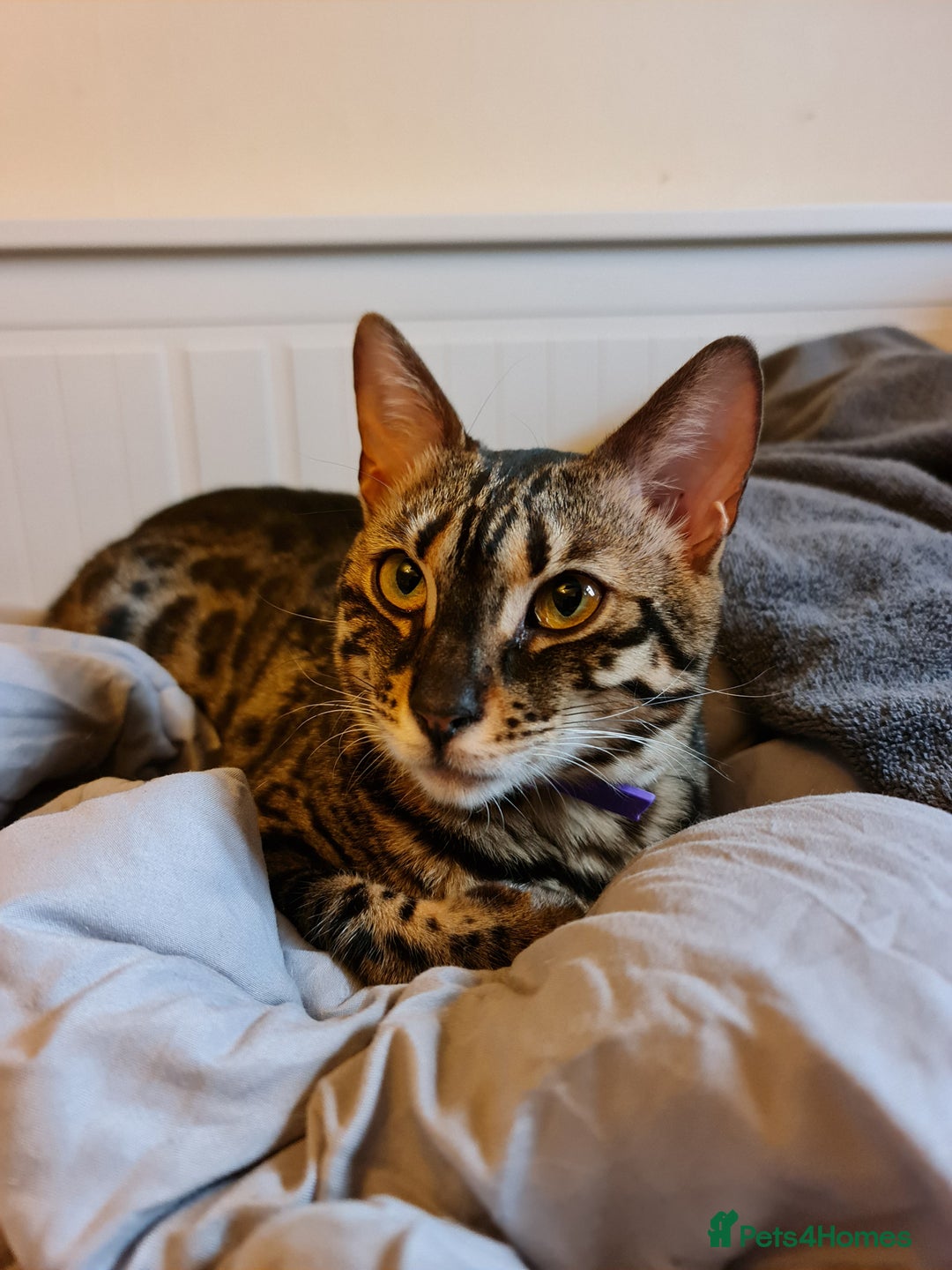 Bengal cats for sale: M+F, 1y Bengals to be homed together or separately - Image 9