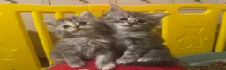 Persian cats for sale: Doll face Persian x Mainecoon gorgeous kittens  - Advert 33