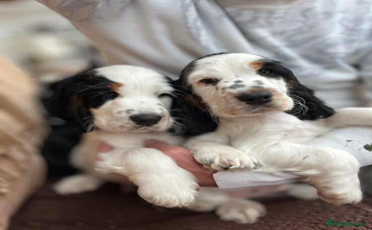 Cocker Spaniel dogs - Advert 4