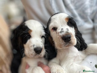 Cocker Spaniel dogs - Advert 18
