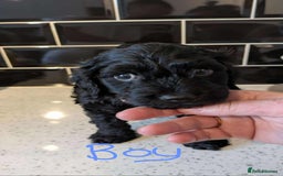 Cockapoo dogs for sale: Cockapoo puppys  - Image 8