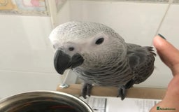 Macaws birds for sale: Purebred African Grey - Image 2