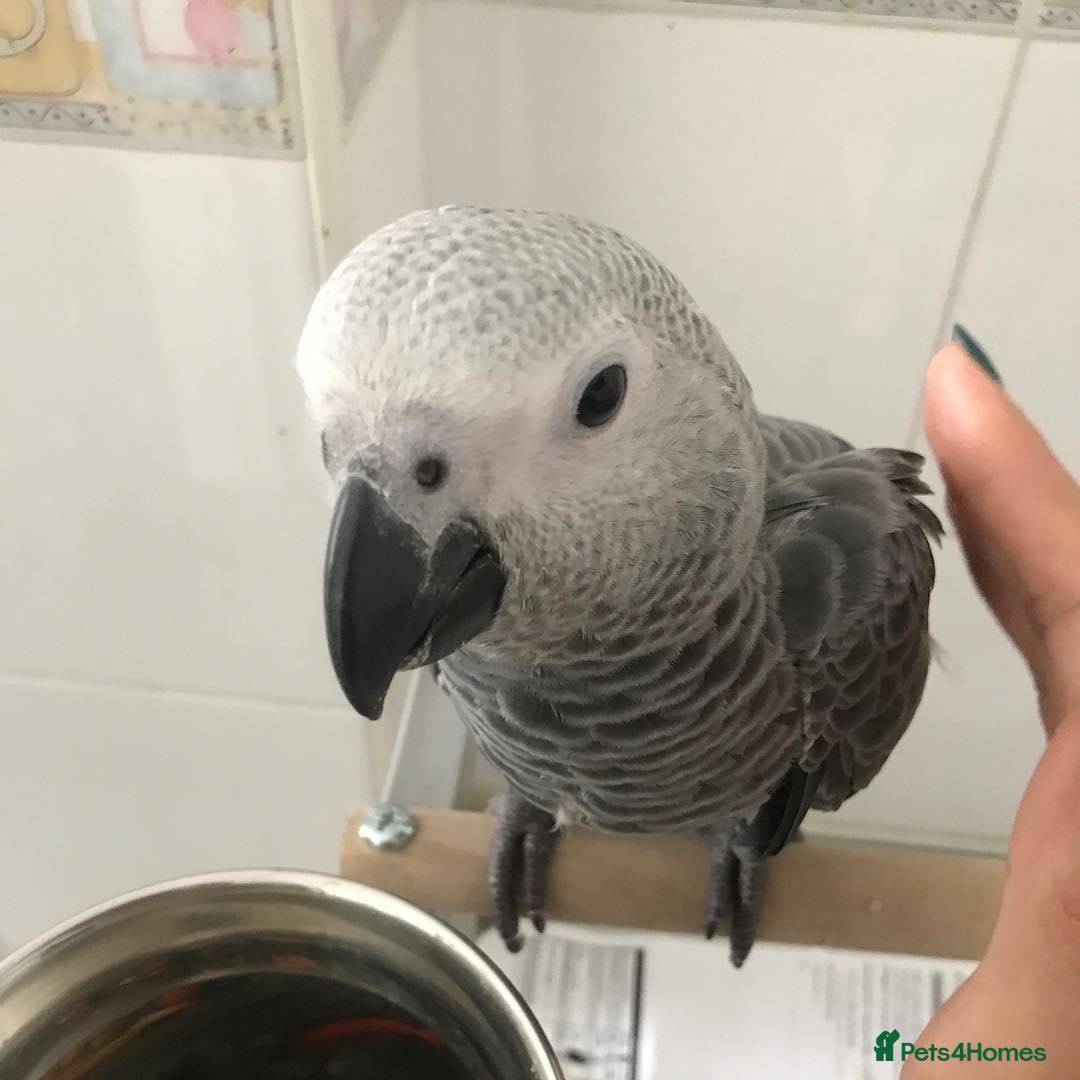 Macaws birds for sale: Purebred African Grey - Image 2