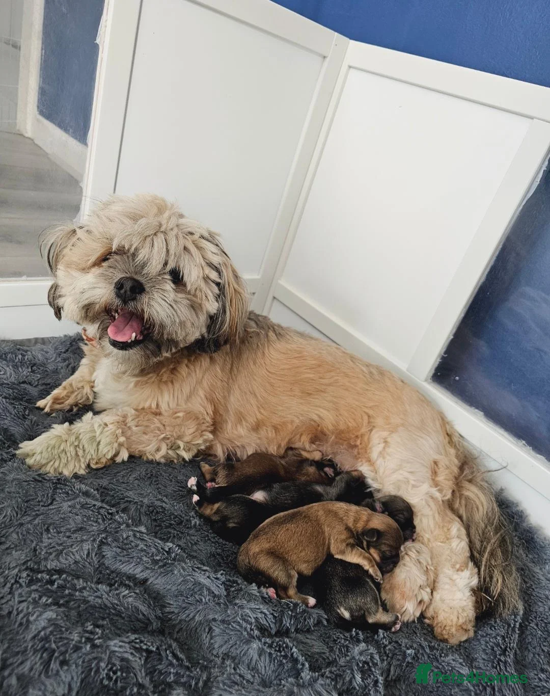 Lhasa Apso dogs for sale: Gorgeous Lhasa Apso Puppies - Advert 1