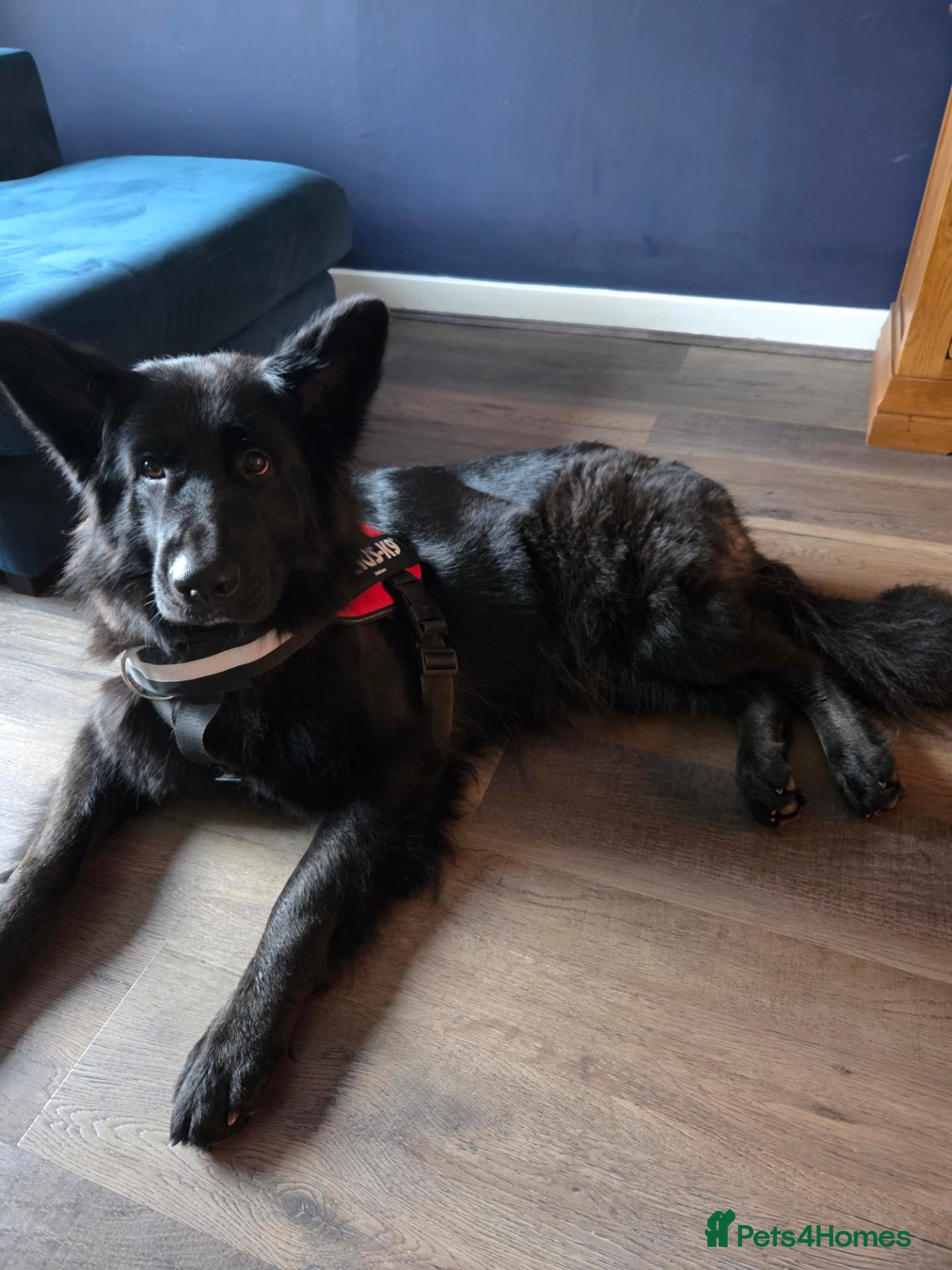 German Shepherd dogs for sale: Female German Shepherd for sale - Advert 15